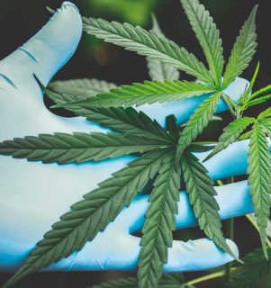 Reducción de THC en la flor